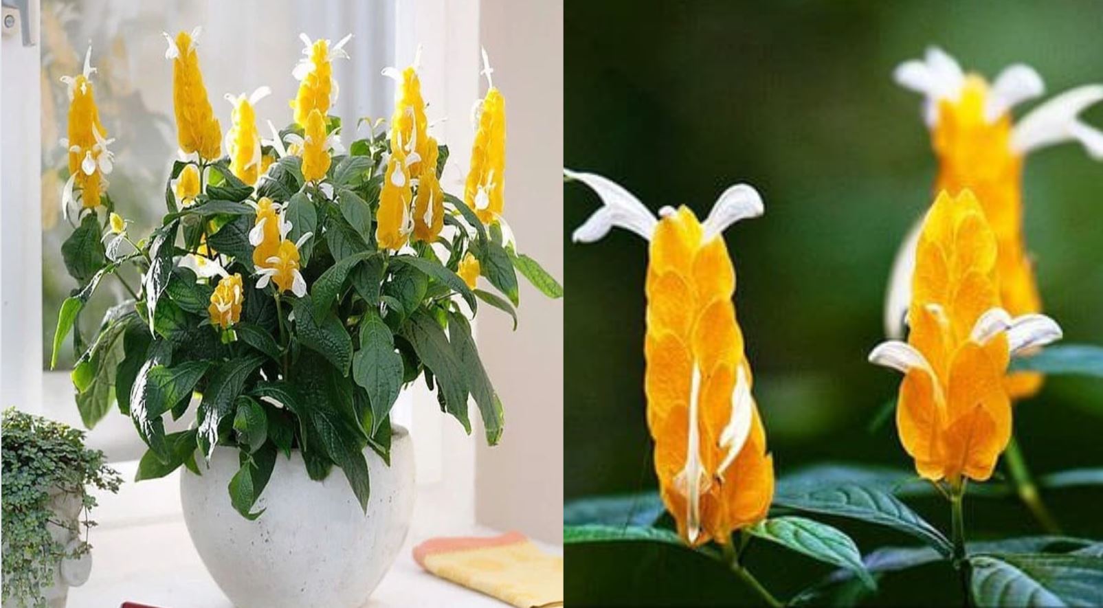 &ocirc;ng dụng của c&acirc;y Rồng Nhả Ngọc